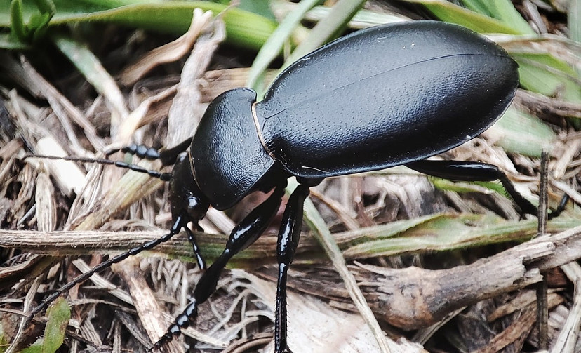 Саратовцу на Кумысной поляне позировала жужелица
